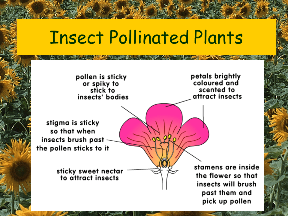 Structure of a Flower