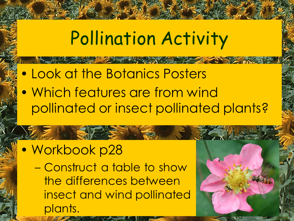 Structure of a Flower