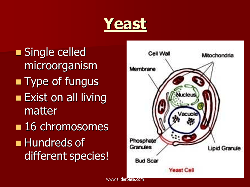 Living Factories Presentation Plants, Animals, and Ecosystems