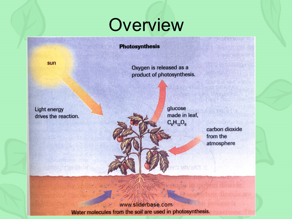 Photosynthesis & Chloroplasts Presentation Plants, Animals, and