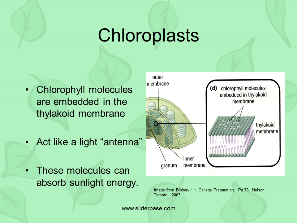 Photosynthesis & Chloroplasts Presentation Plants, Animals, and
