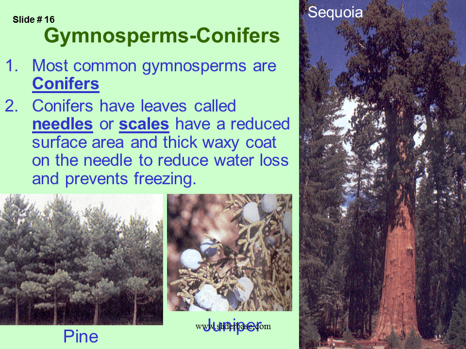 Contain a vascular system.