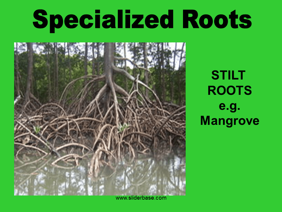 Plant part roots Presentation Plants, Animals, and Ecosystems