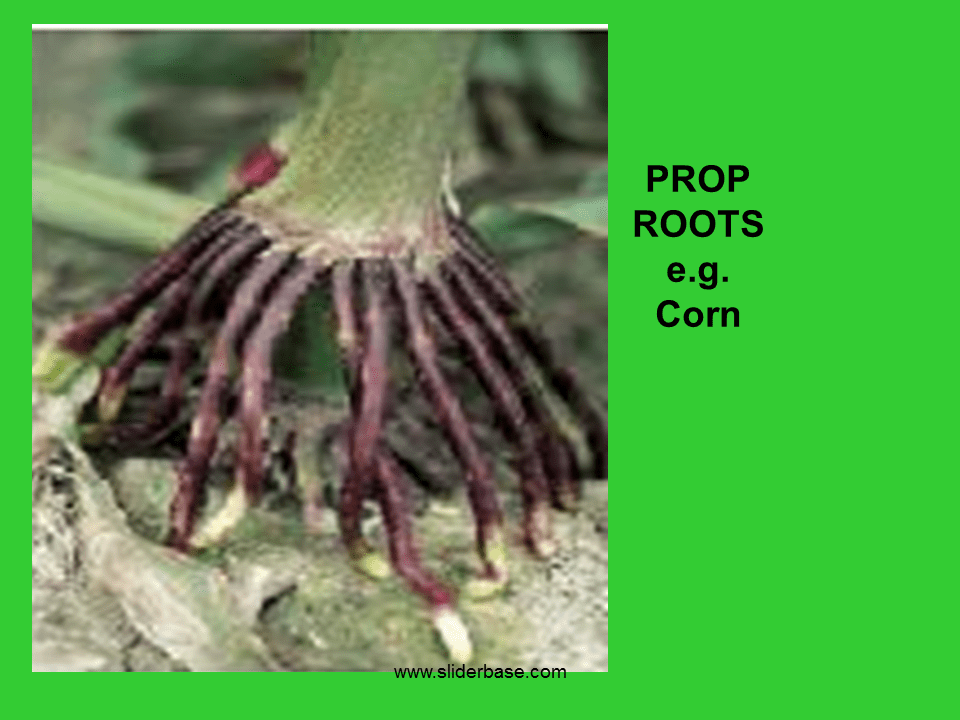 Examples Of Sugar Milesia