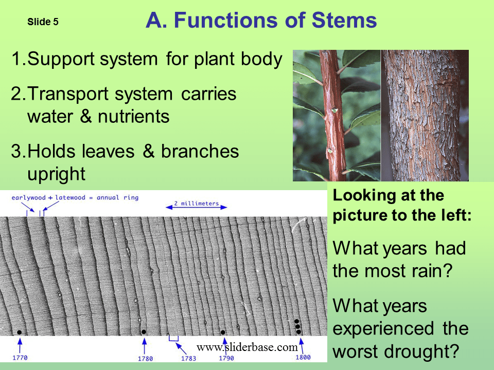 Function Of Stem In Plants Plant Ideas