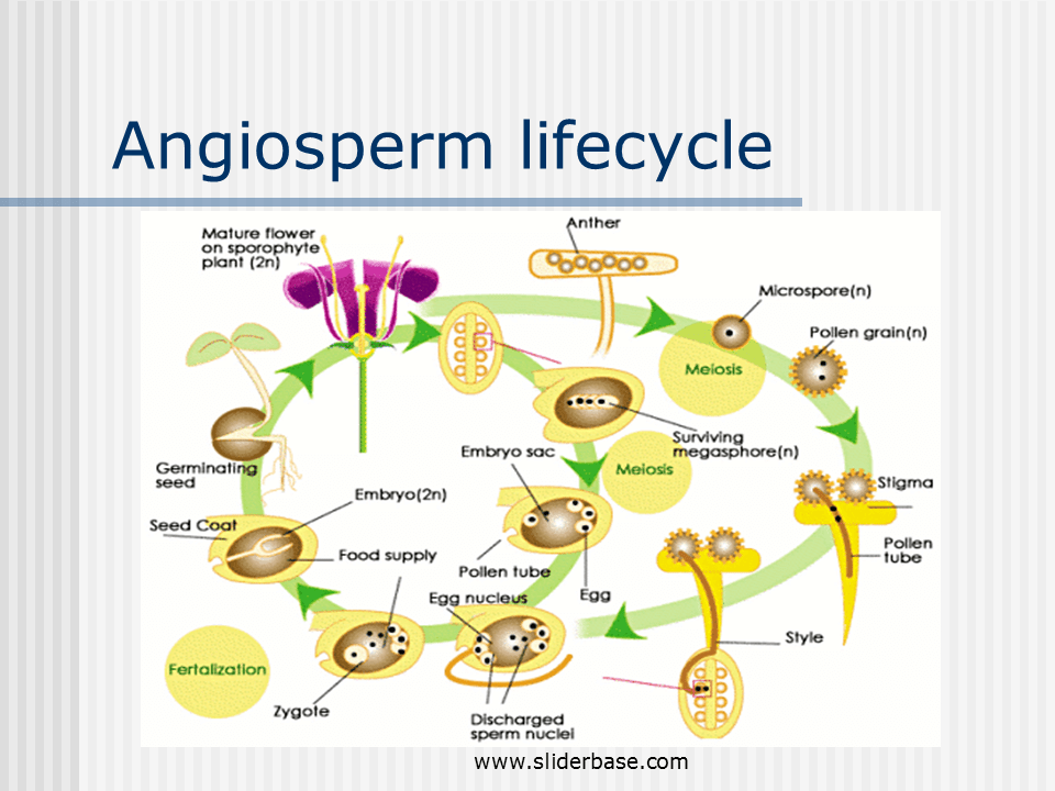 Angiosperm lifecycle