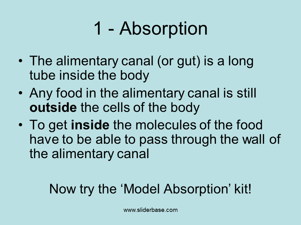 Absorption Process Presentation Health and Disease