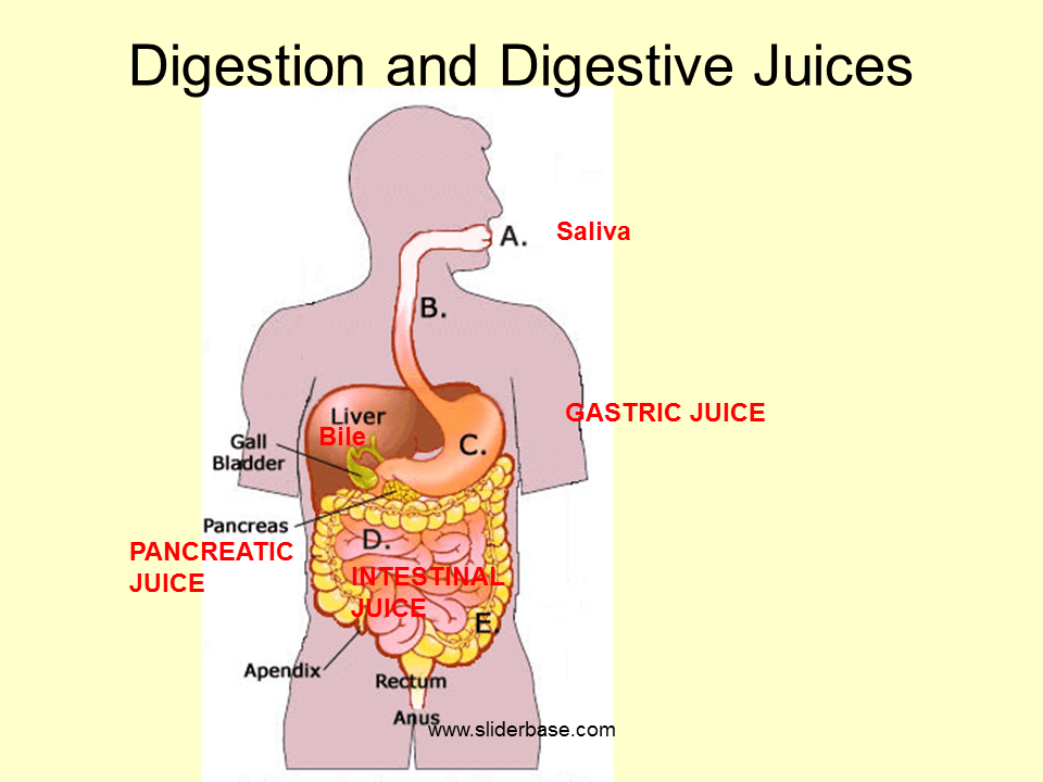 Sites of production of main digestive juices