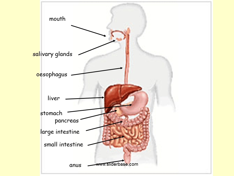 Sites of production of main digestive juices