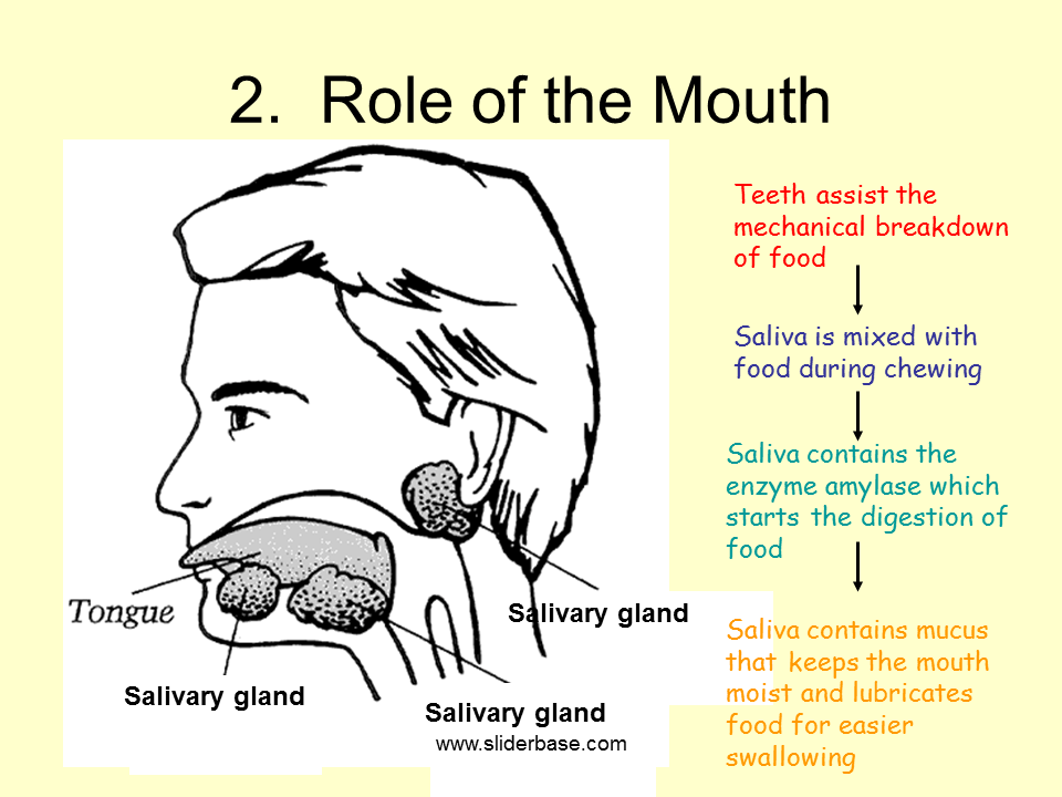 Sites of production of main digestive juices