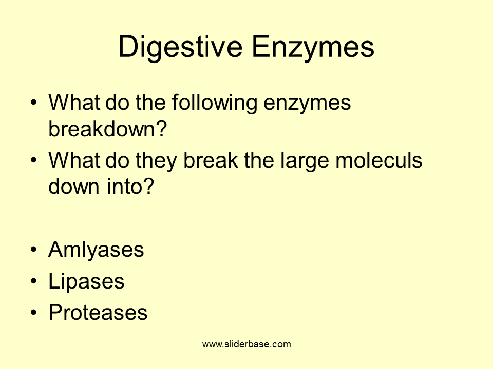 Sites of production of main digestive juices