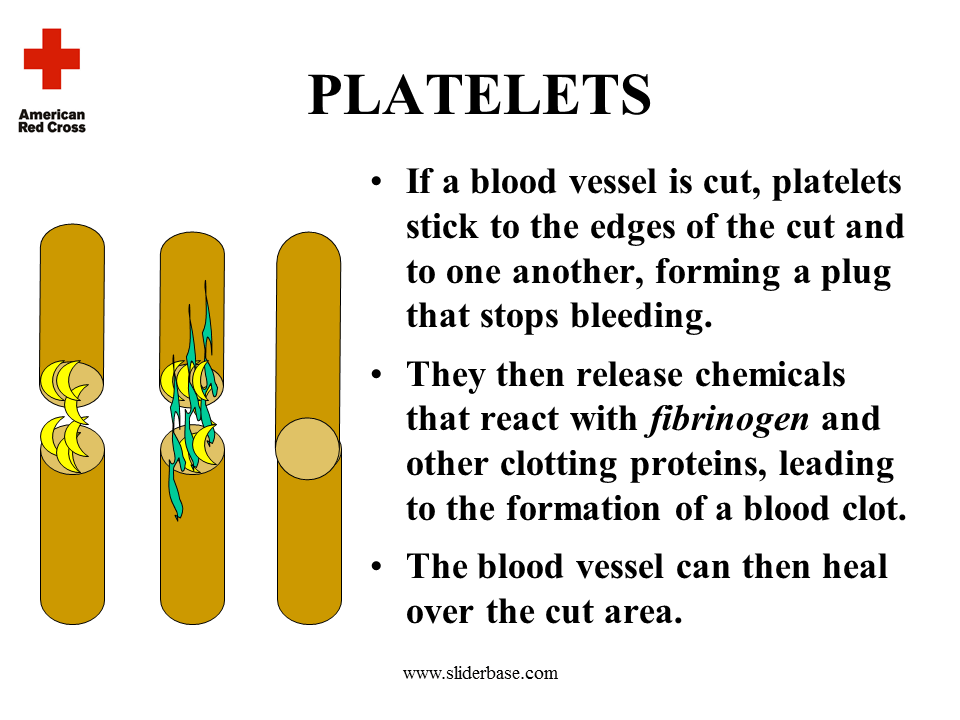 Blood red cross Presentation Health and Disease