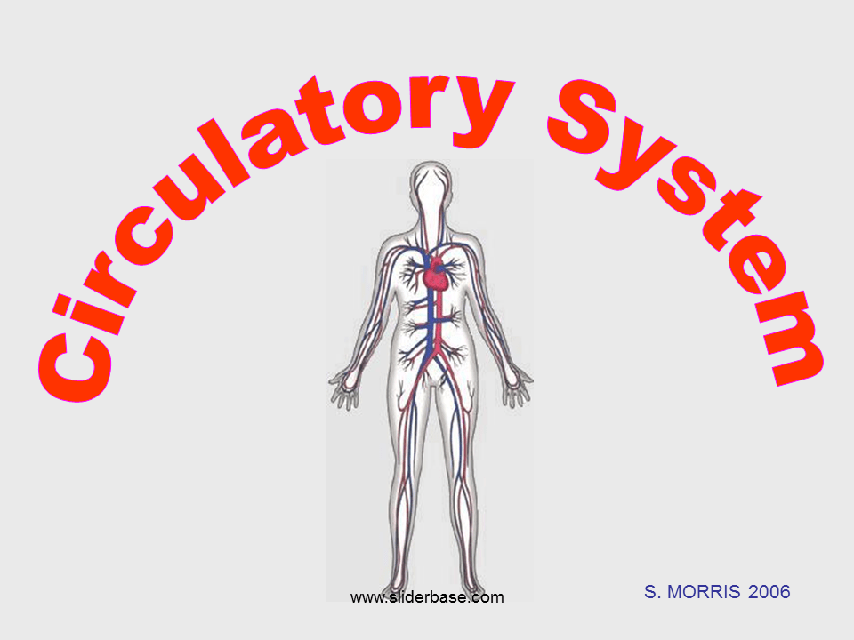 Circulatory System Presentation Health and Disease