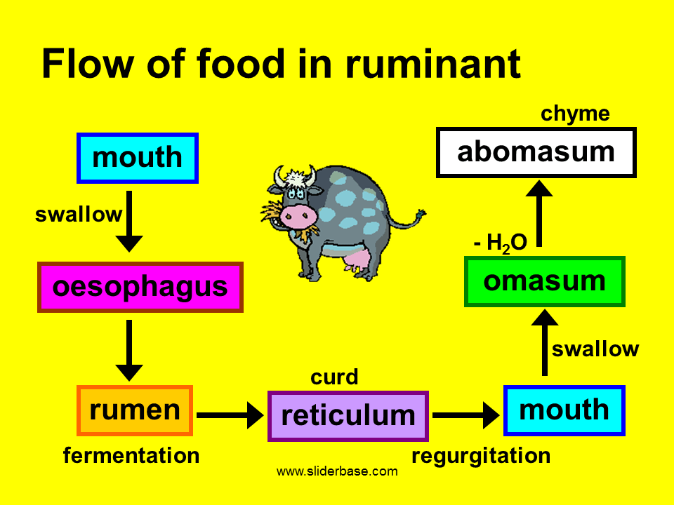 Flow of food in ruminant