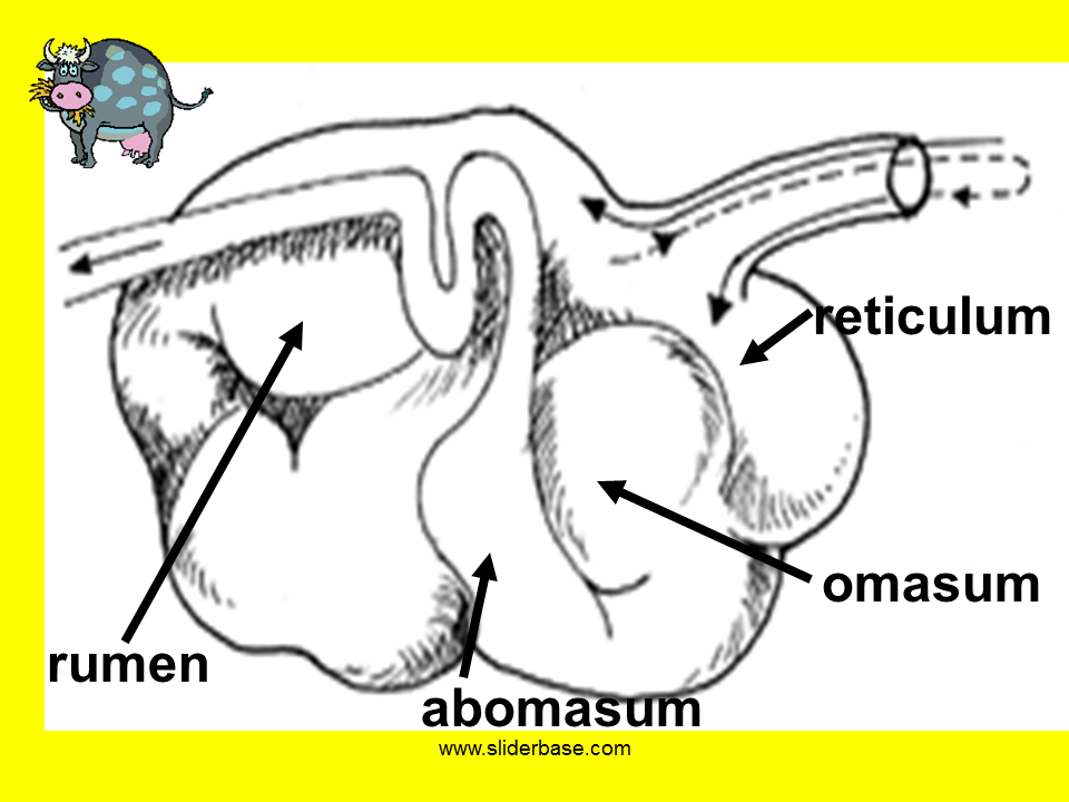 Flow of food in ruminant