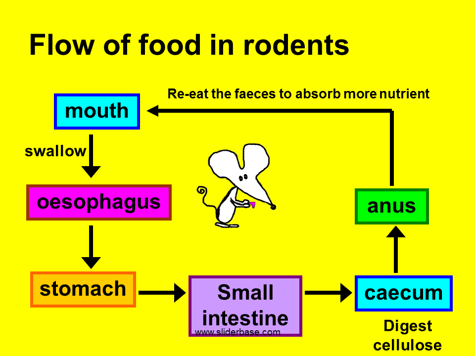 Digestion in Ruminants & Rodents Presentation Health and Disease
