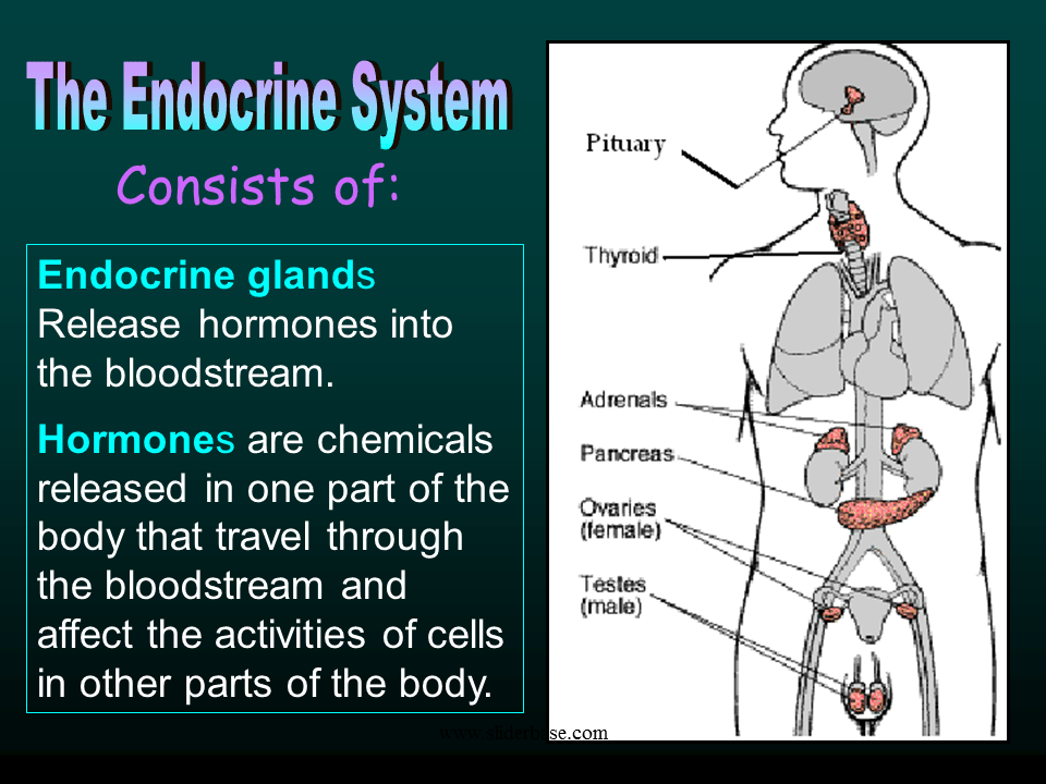 Endocrine and nervous system Presentation Health and Disease