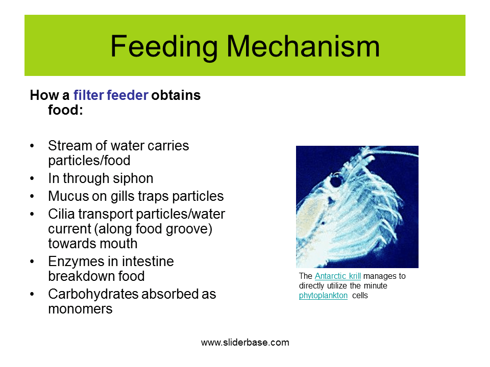 Feeding Mechanism
