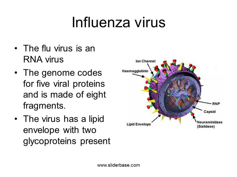 Influenza Presentation Health and Disease