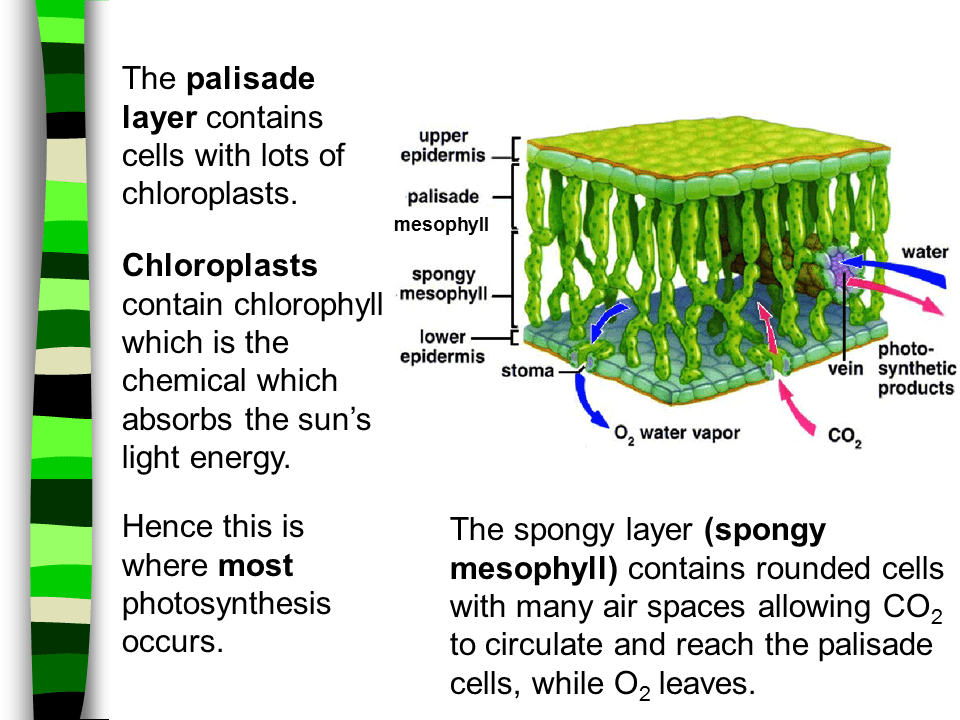 Vascular bundles