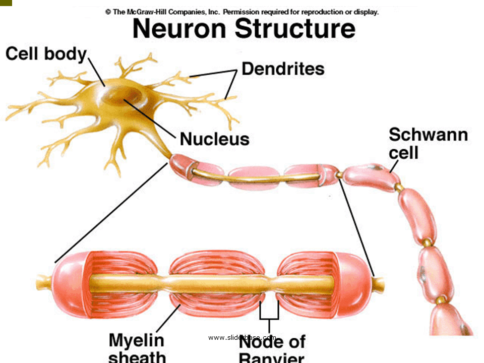 Neurons Presentation Health and Disease