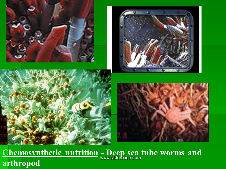 Nutrition Presentation Health and Disease