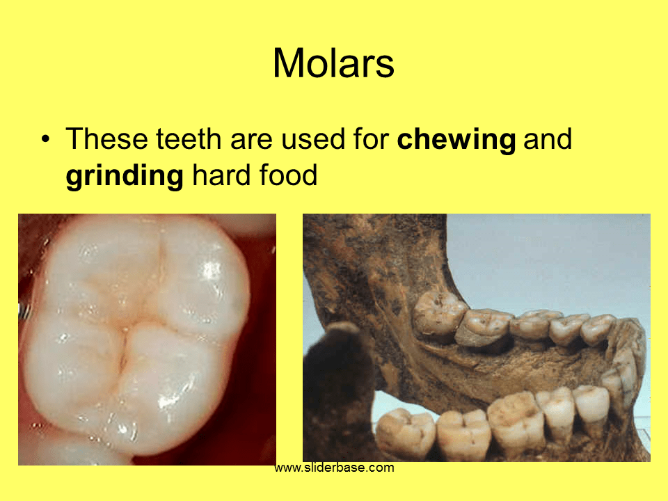 Teeth Presentation Health and Disease