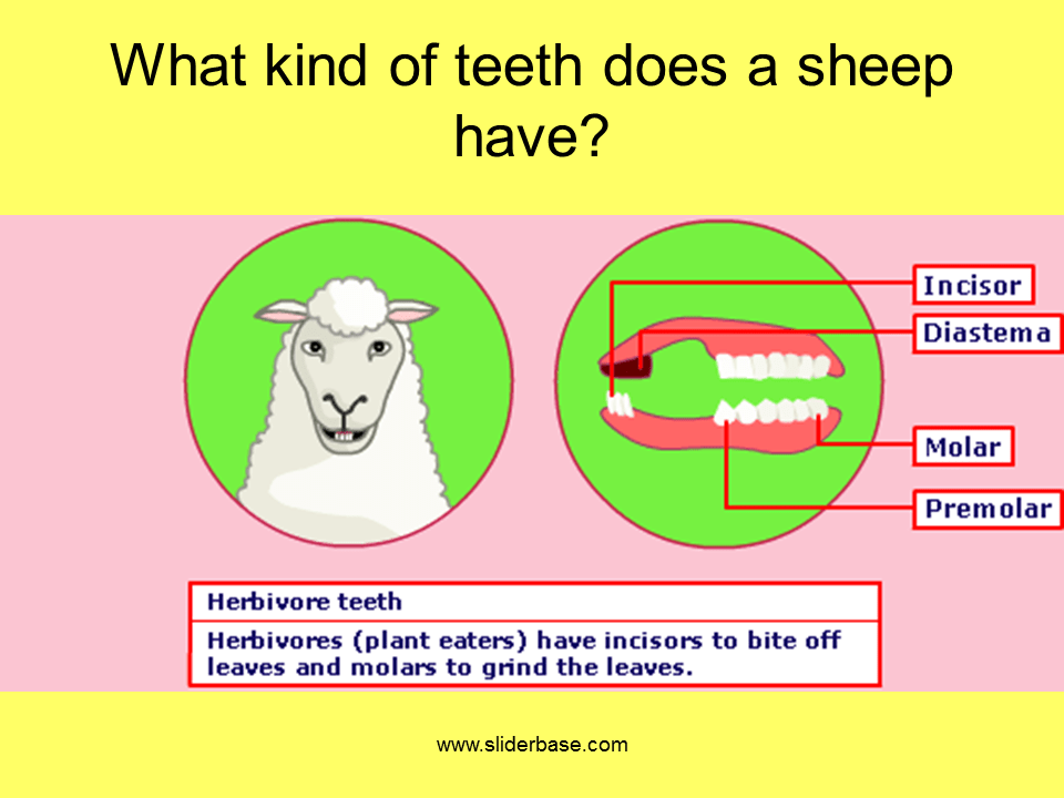 Teeth Presentation Health and Disease
