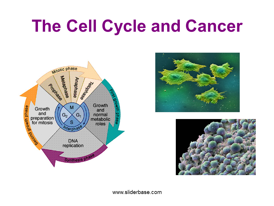 The Cell Cycle and Cancer Presentation Health and Disease
