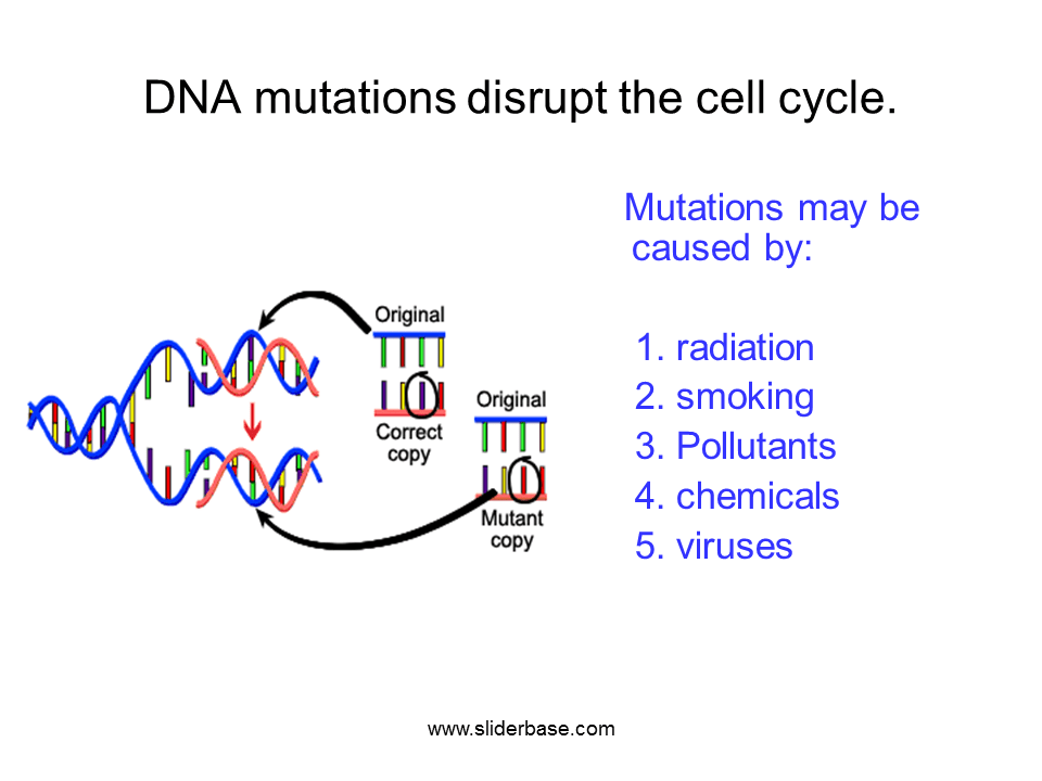The Cell Cycle and Cancer Presentation Health and Disease