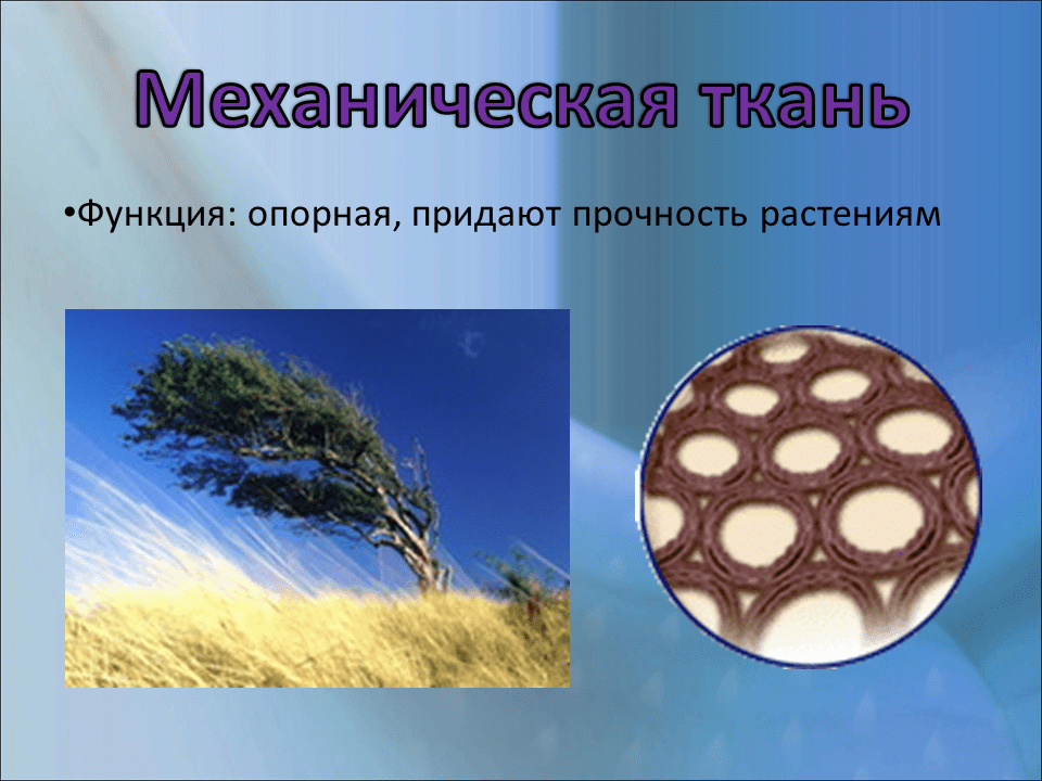 Строение растительной клетки на примере клеток кожицы чешуи лука