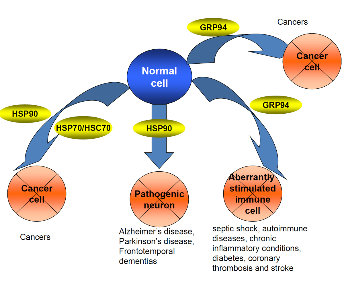 The Gabriela Chiosis Lab Chemical Biology Approach to Investigate