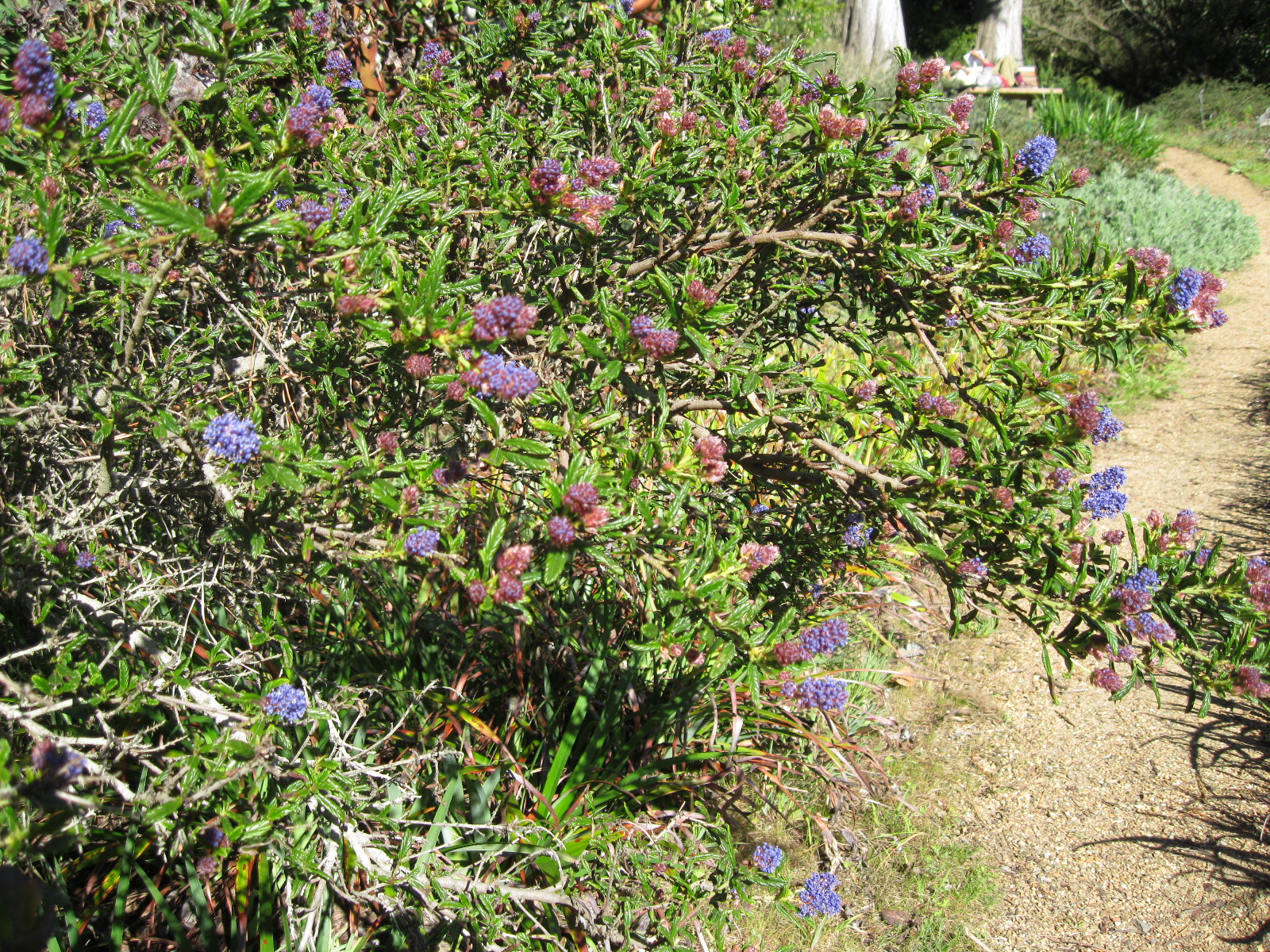 Ceanothus Concha Sloat Garden Center