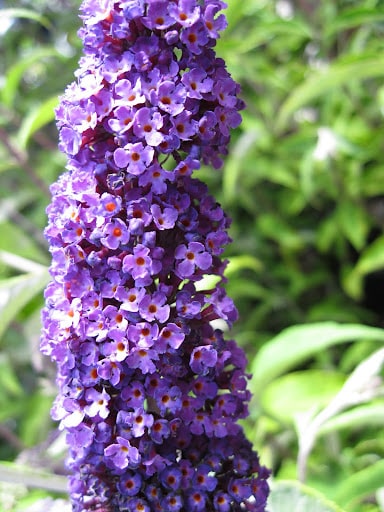 · loosen the soil, mix in compost, and . Bay Area Plant Pick For June Buddleja Sloat Garden Center