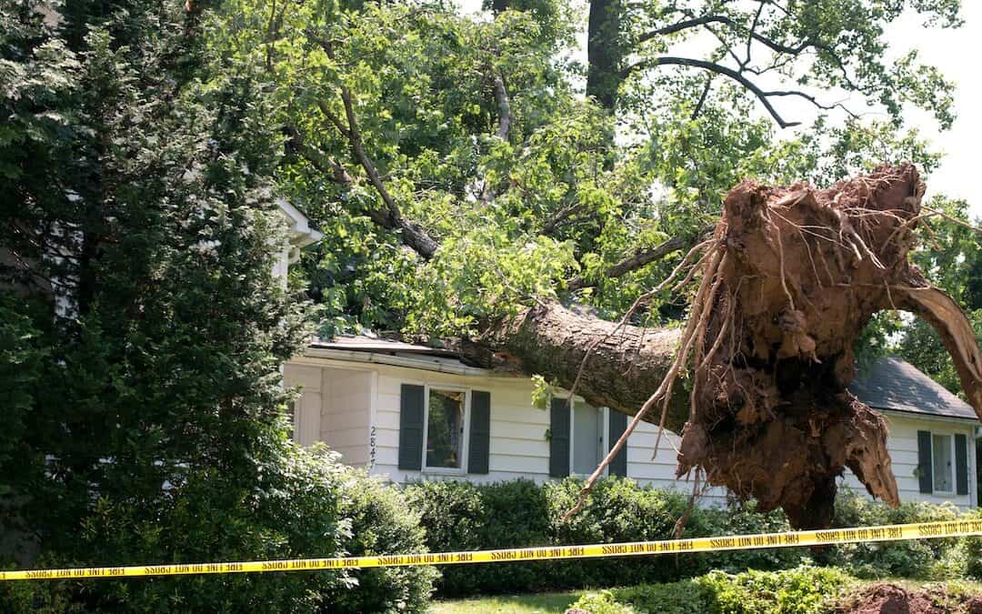 What to Do If a Tree Falls On Your Roof SlopePro Roofing
