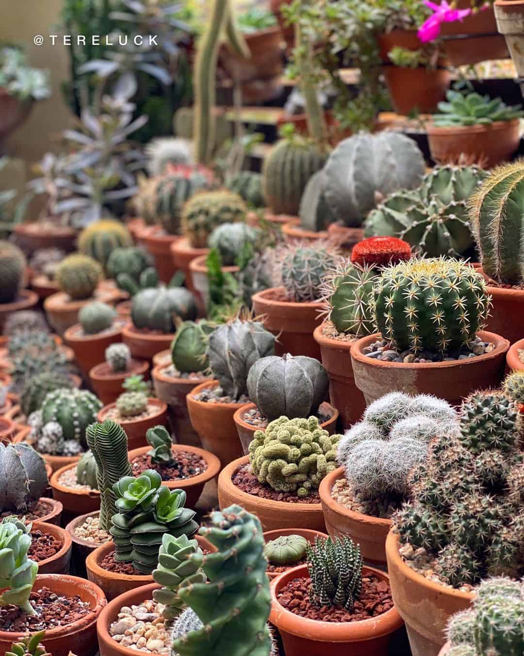 9 Plants That Absorb Humidity (2022 Updated) SLO Weather