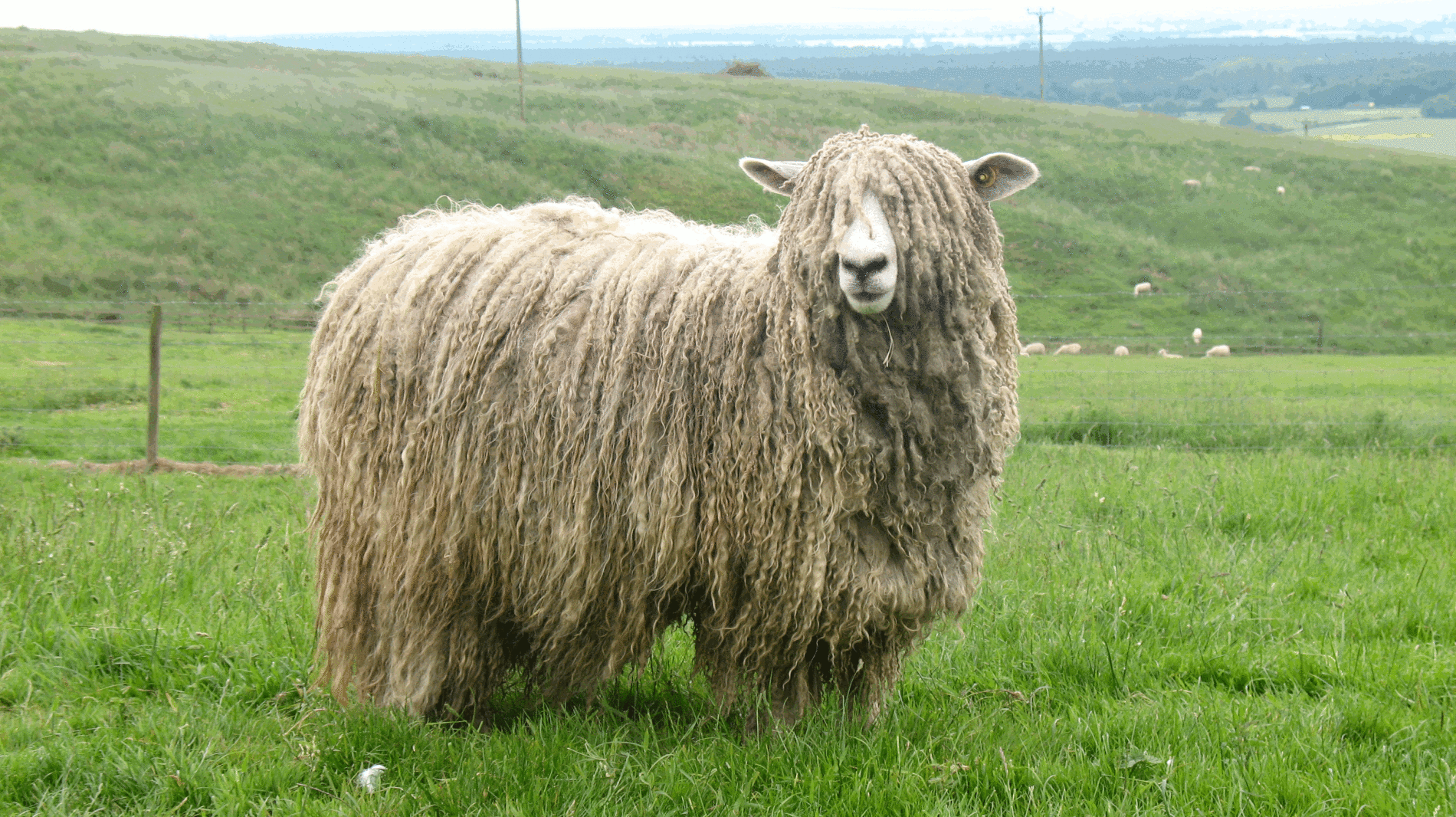 Lincoln Longwool Sheep Slow Food Uk