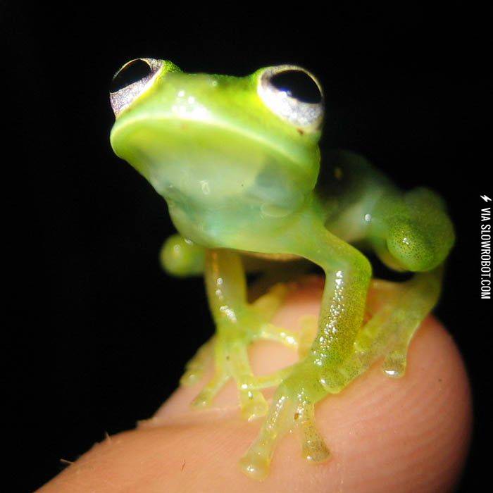 Kermit in real life.