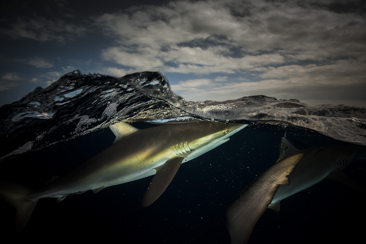 Stunning Split Scene Images of the Sea Above And Below the Surface
