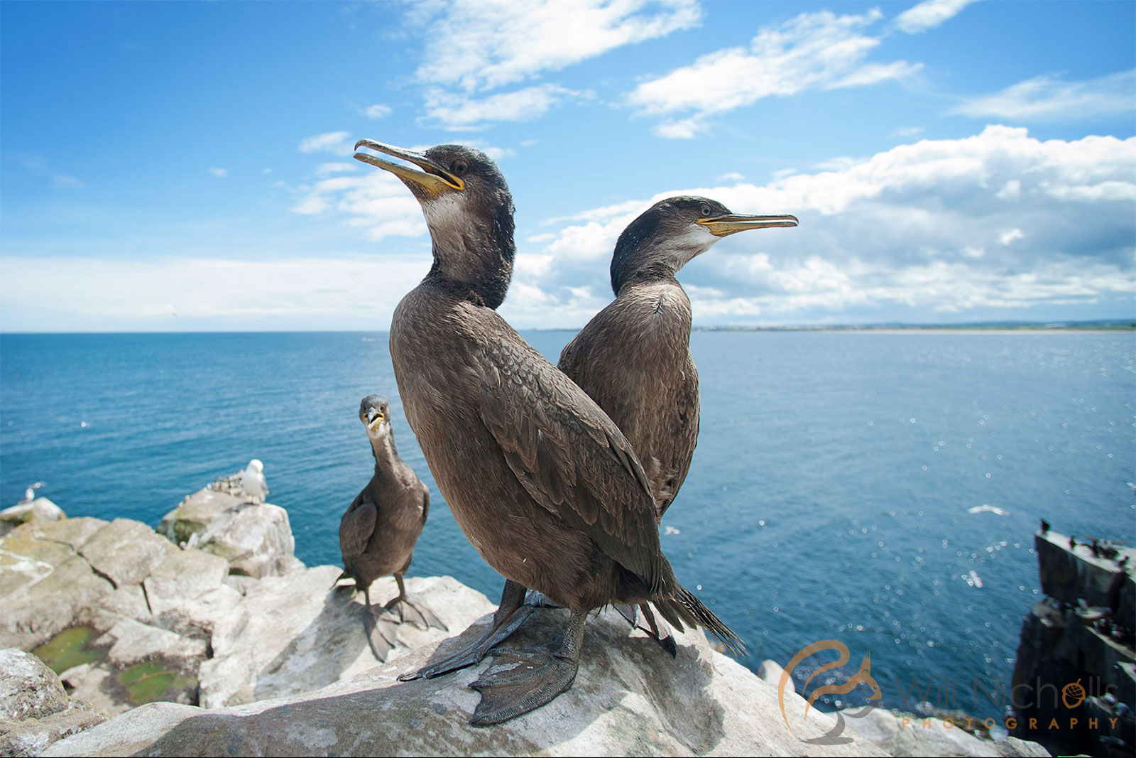 Wildlife Photography With A WideAngle Lens For Impact Getting Your