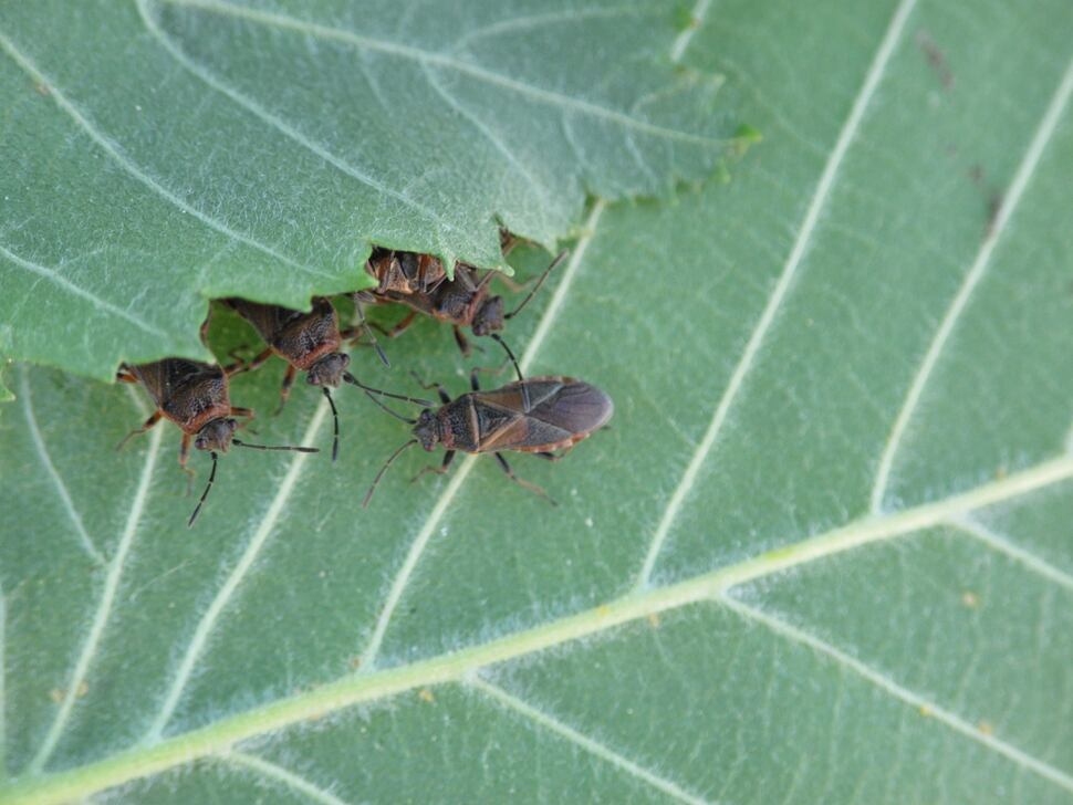 This invasive insect from the Mediterranean is now infesting Utah homes
