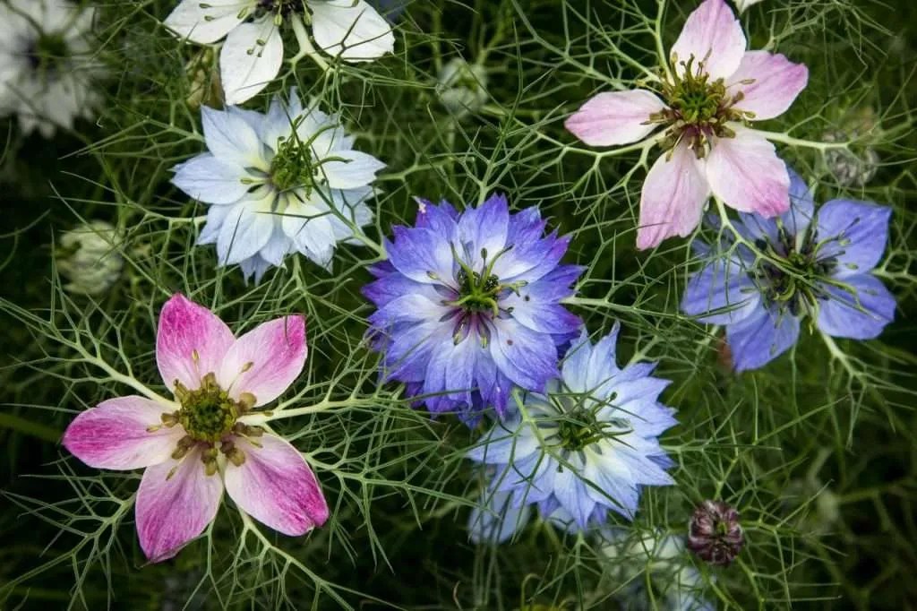 SlugResistant Flowers AZ List 150 +++ Perennials and Annuals