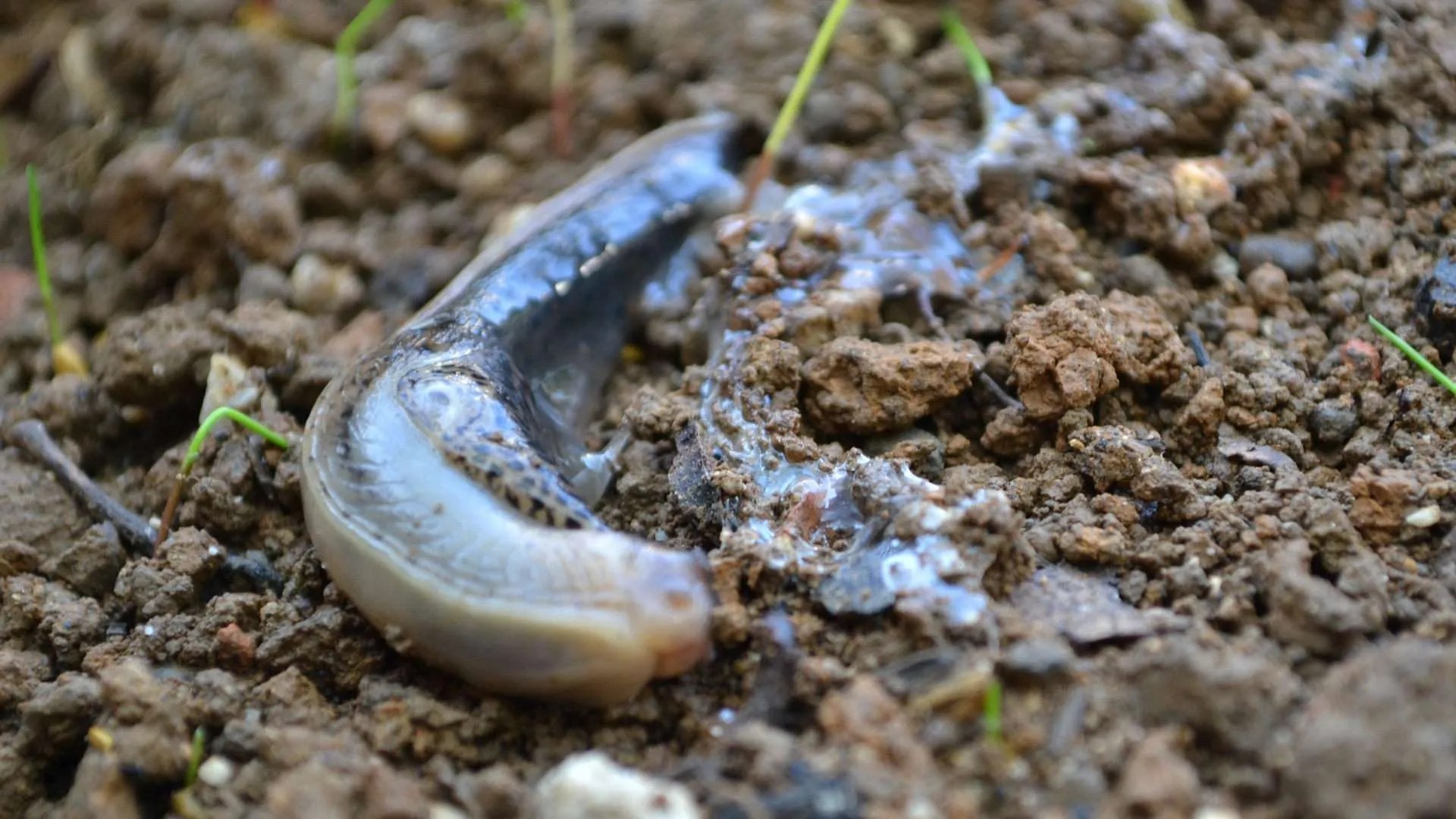 Leopard slugs Introduce them into the garden? Beneficialharmful?