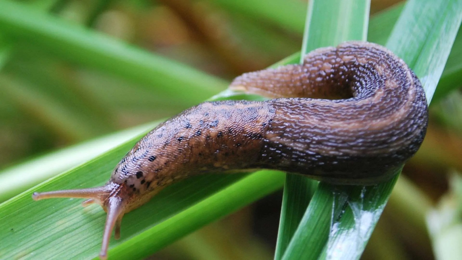Leopard slugs Introduce them into the garden? Beneficialharmful?