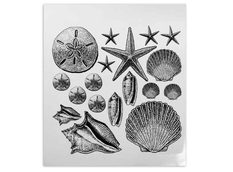 Seashells Decal