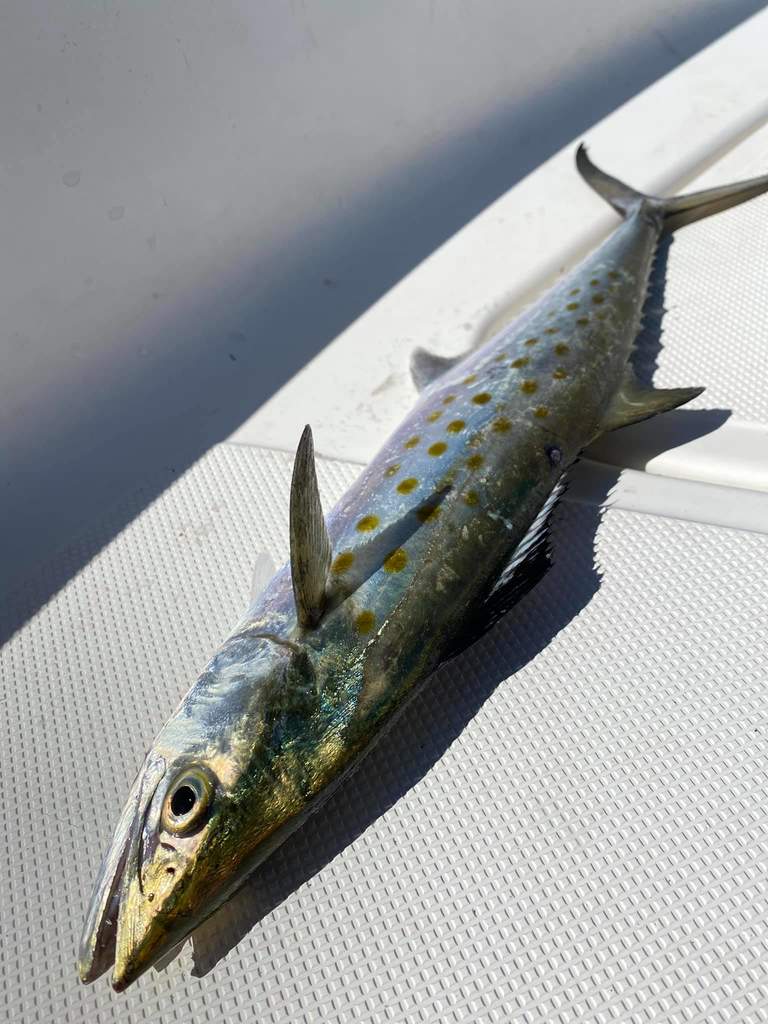 Exciting Nearshore Fishing Trips for Spanish Mackerel & Kingfish in New
