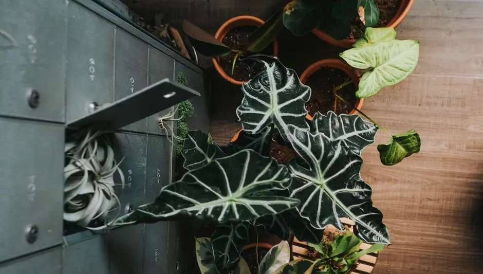 How To Attach Air Plants To Shells? (Detailed Guide)