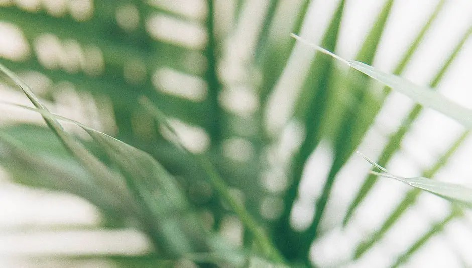Why Do Plants Need Air? The Most Comprehensive Answer