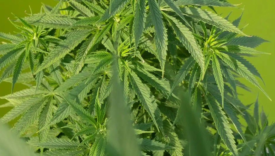 Are Hemp Seeds And Chia Seeds The Same? (Answer Inside!)