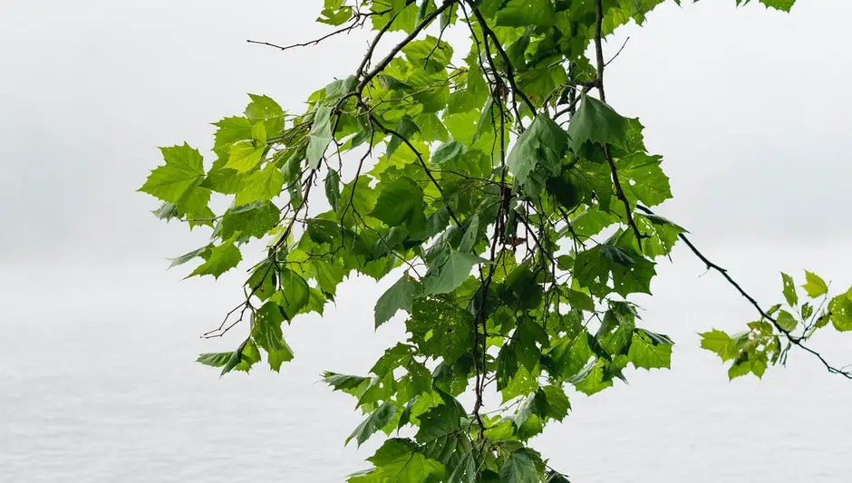 How To Prune A Tree Without Killing It? Finally Understand!